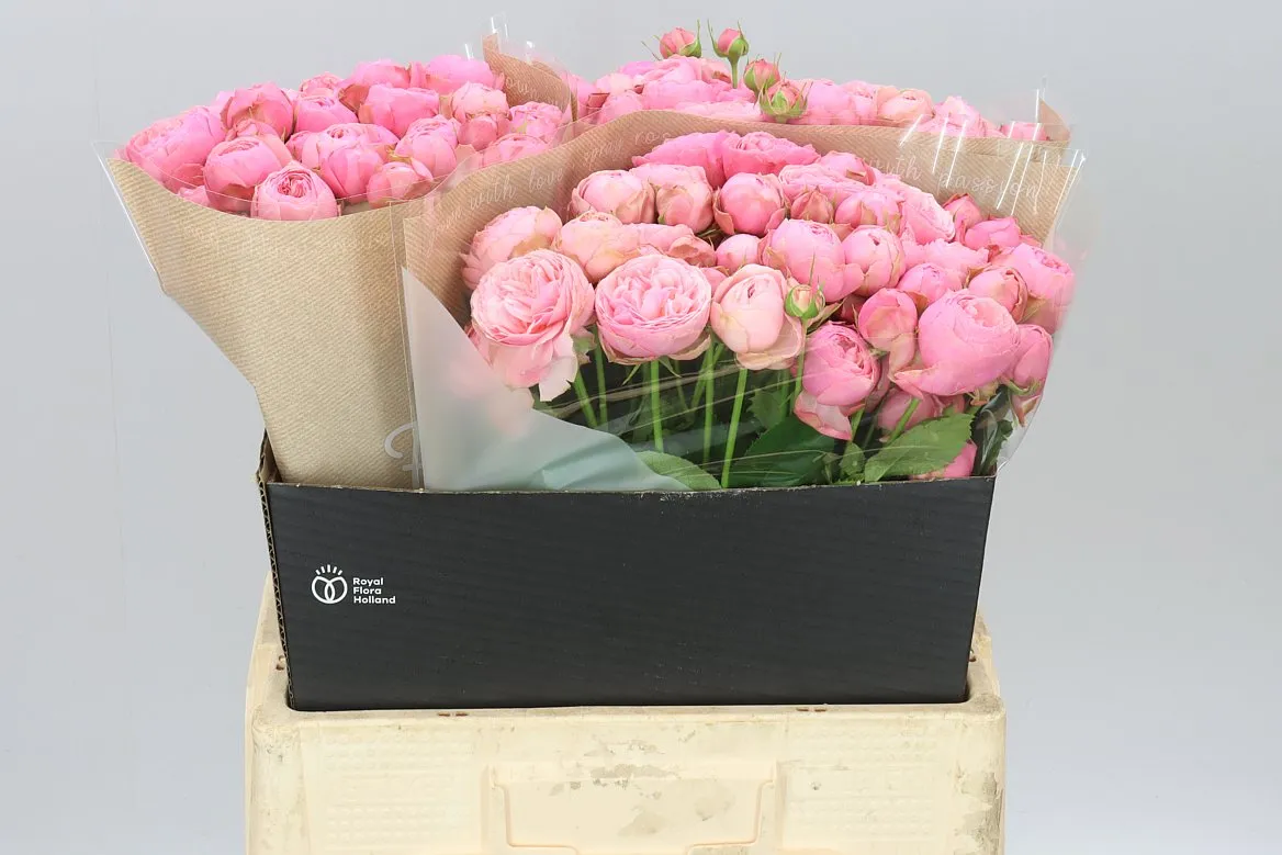 Ruža trsová Silva Pink+ • 60 cm
