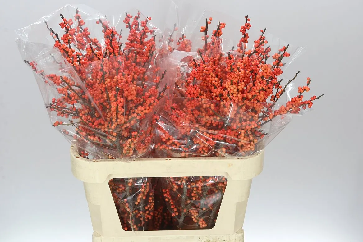Ilex Daydream • 80 cm
