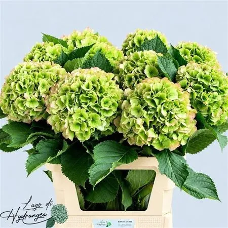 Hyd Verena Green Red Classic • 80 cm