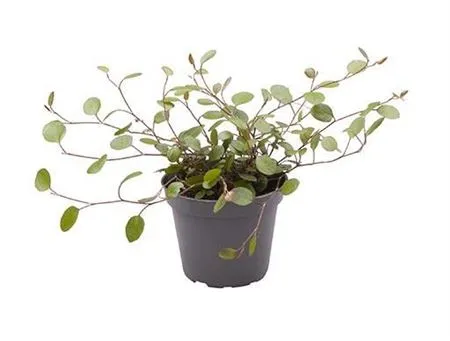 Muehlenbeckia Complexa • črepník 6 cm