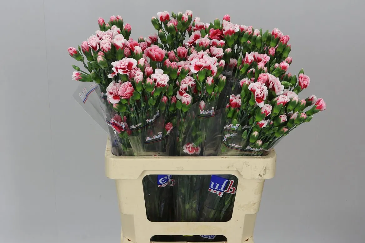 Di Tr Scarlette Plus • 65 cm