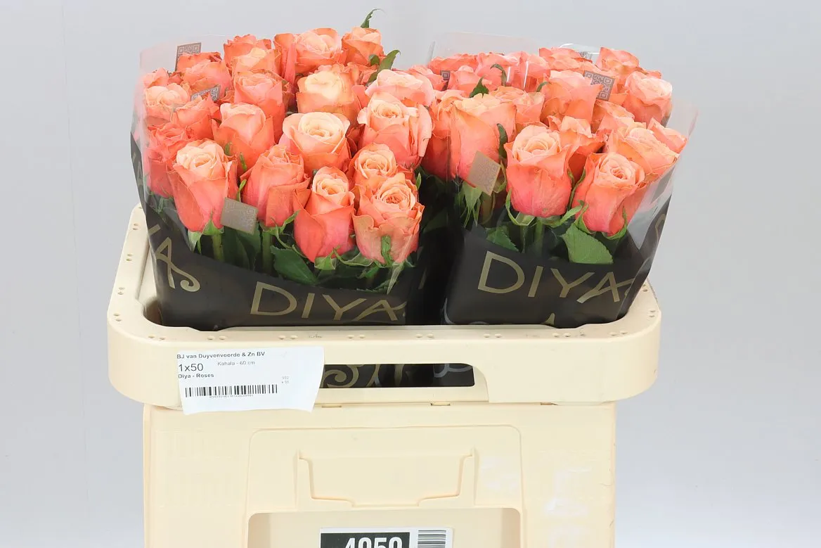 Rosa Gr Kahala • 60 cm
