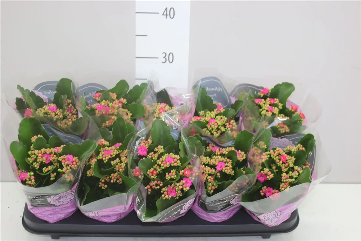 Kalanchoe Calandiva Lila • črepník 10,5 cm