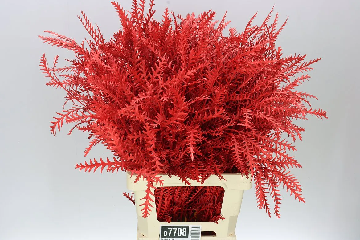 Ivanhoe Red • 60 cm