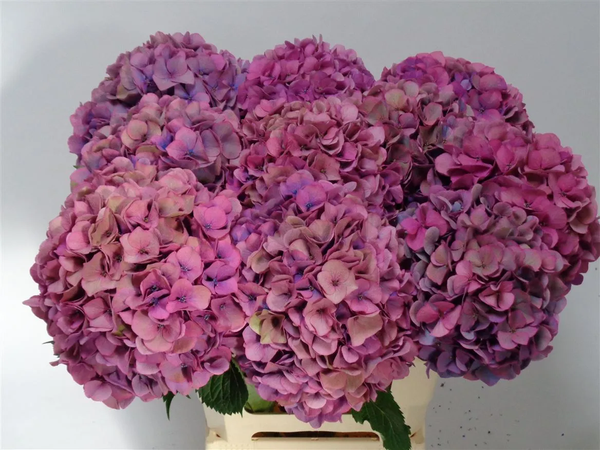 Hortenzia Venice Classic • 60 cm