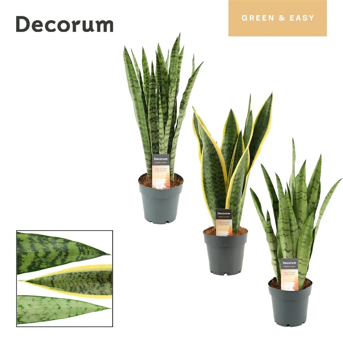 Sansevieria Long Leaf mix 14 Cm (decorum Green & E • črepník 14 cm