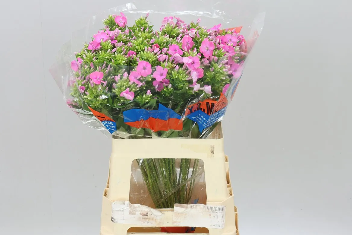 Phlox P Senora Pink • 60 cm