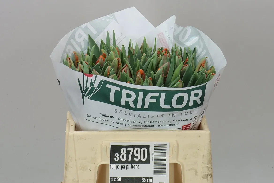 Tulipán papagájový Pr Irene • 35 cm