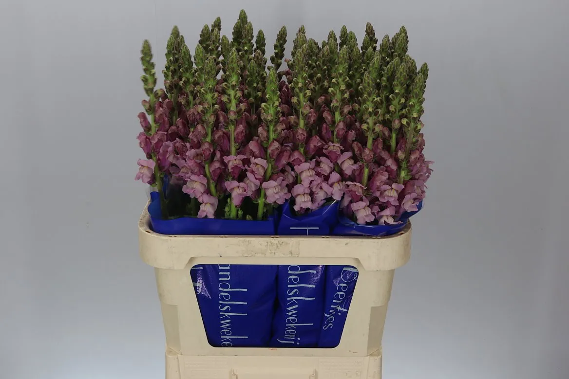 Papuľka Lavendel Ex • 80 cm