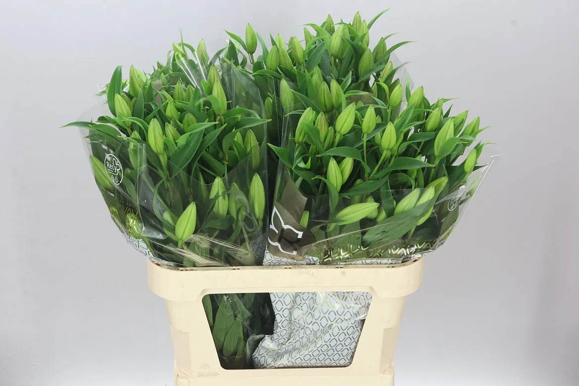 Ľalia orientálna Cherry Baby • 90 cm