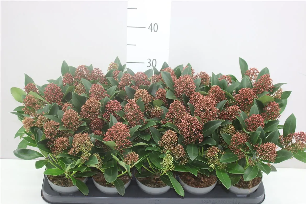 Skimmia Jap Rubella 7+ • črepník 10,5 cm