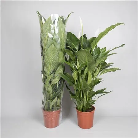 Spathiphyllum Sw Sebastiano • črepník 24 cm