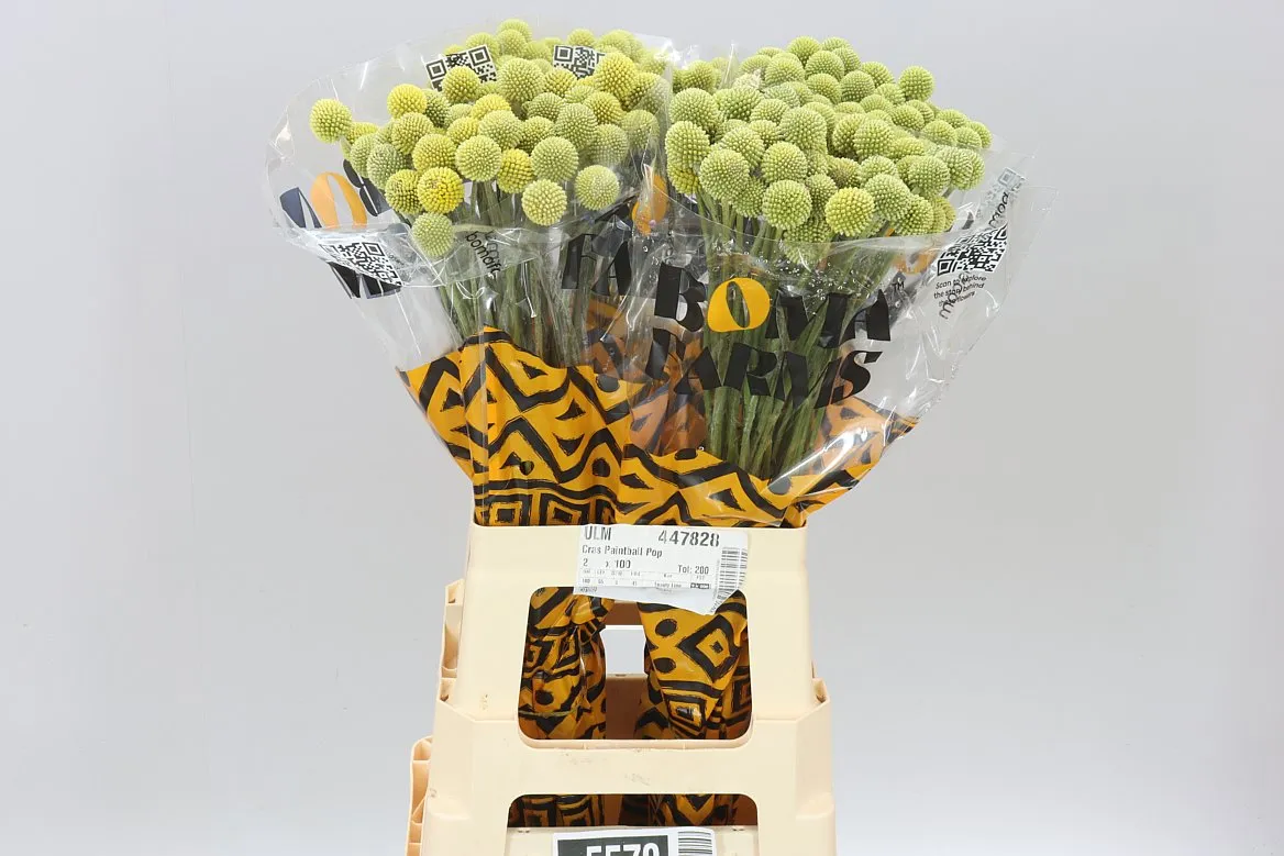 Craspedia • 70 cm