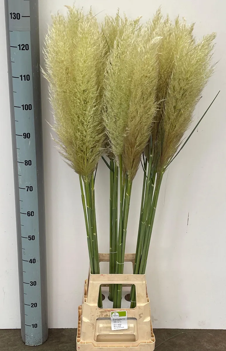 Cortaderia Ov • 130 cm