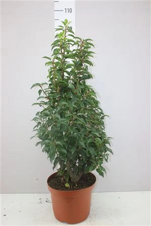 Prunus Lu Angustifoli • črepník 26 cm