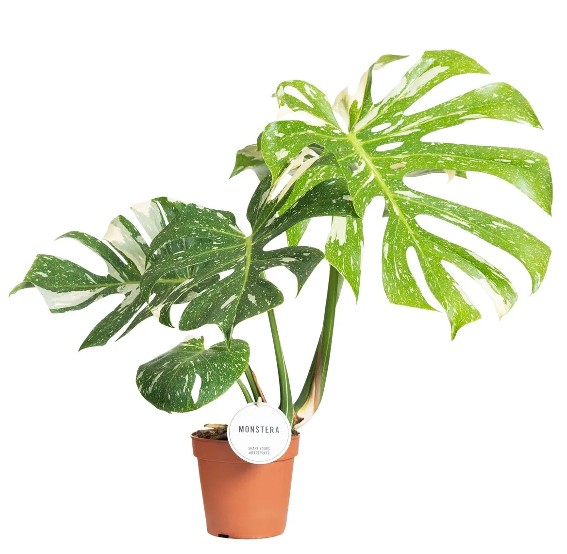 Monstera Thai Constellation • črepník 15 cm