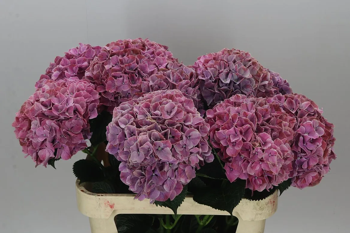 Hydrangea Sweet Ruby • 80 cm