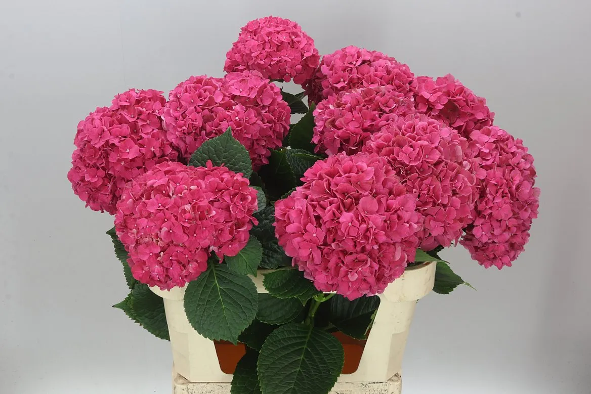 Hortenzia Glow Alps • 80 cm