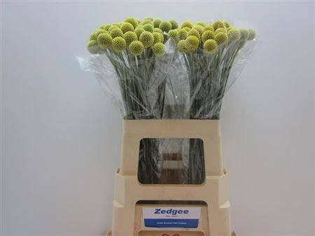 Craspedia • 60 cm