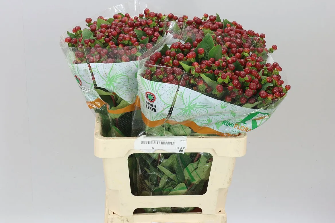 Hyperikum Mag Cherry • 60 cm