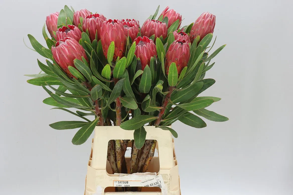 Protea Red Ice • 70 cm