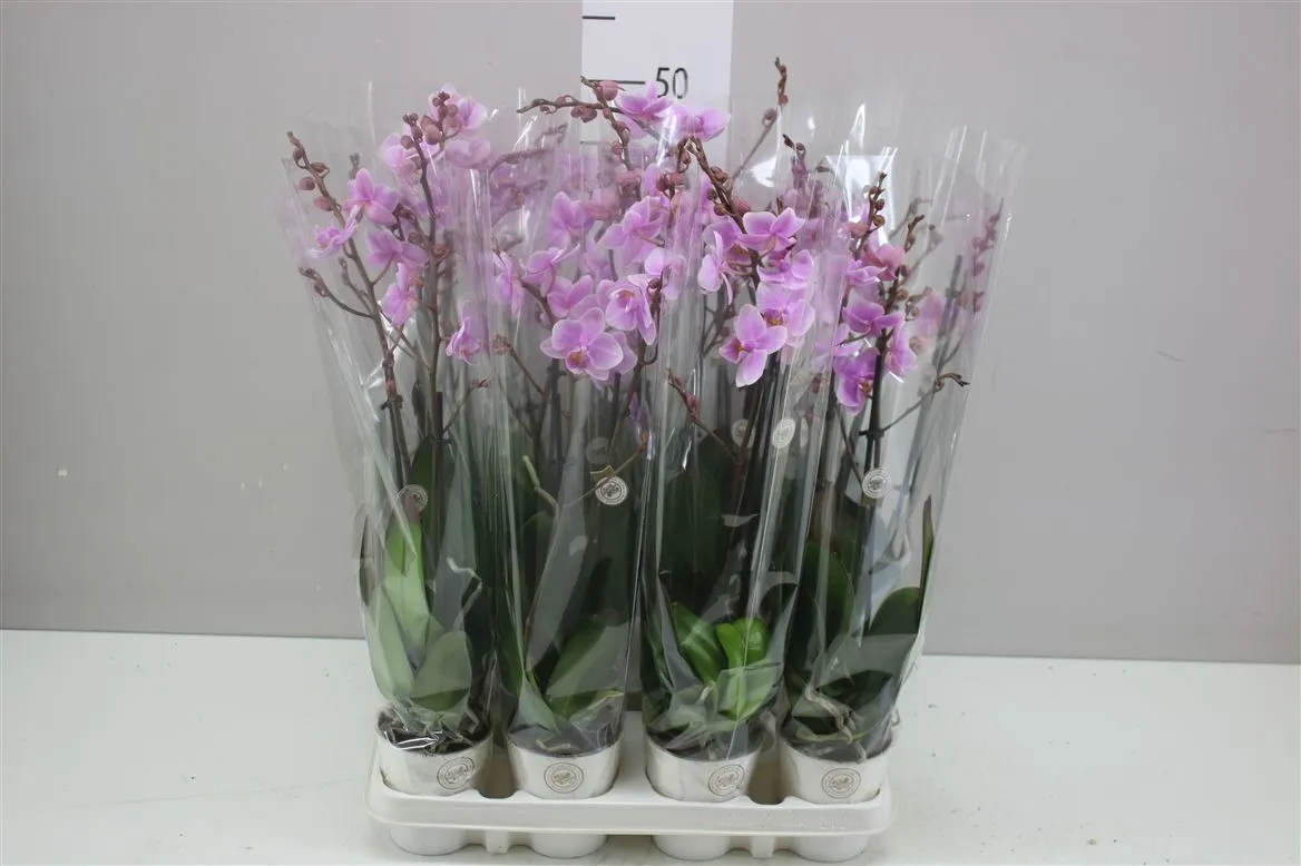 Phal Midi Roze 2 Tak • črepník 9 cm