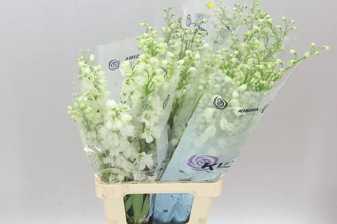 Delph El Guardian White • 80 cm