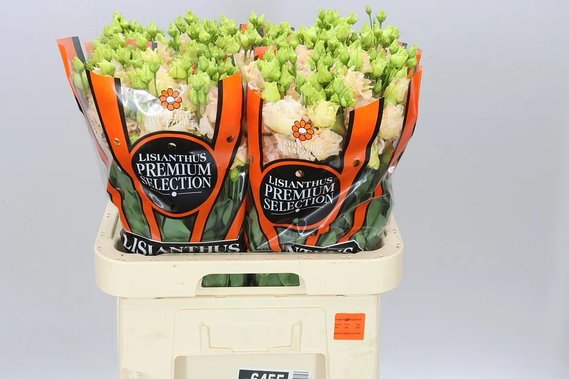 Eust Du Alissa L Apricot Ex • 70 cm