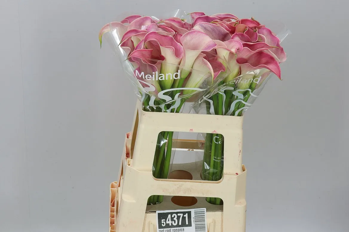 Kala Capt Romance • 60 cm