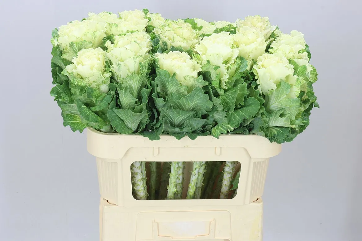 Okrasná kapusta Ruffle Bicolour • 70 cm
