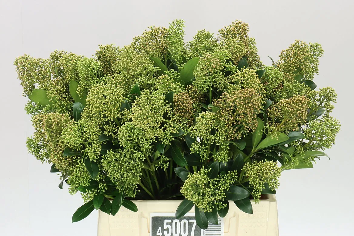 Skimmia Snow White • 45 cm
