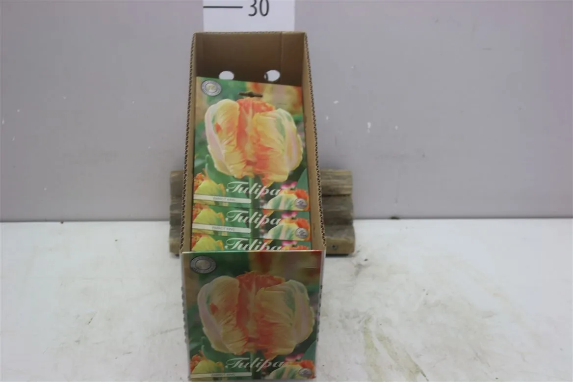 Bol Tulp Parrot Parrot King X7