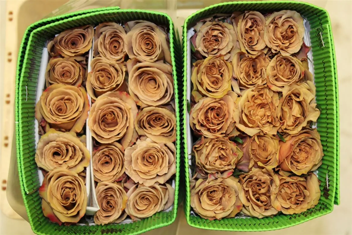 Ruža Toffee, Ekvádor • 60 cm