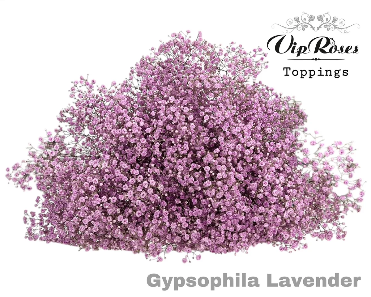 Gypsofila Pa Lavendel • 80 cm