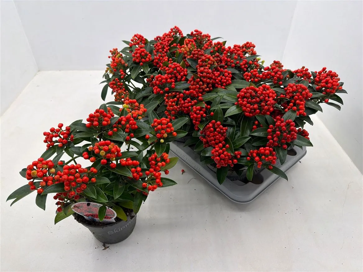 Skimmia Jap. Red Star • črepník 15 cm