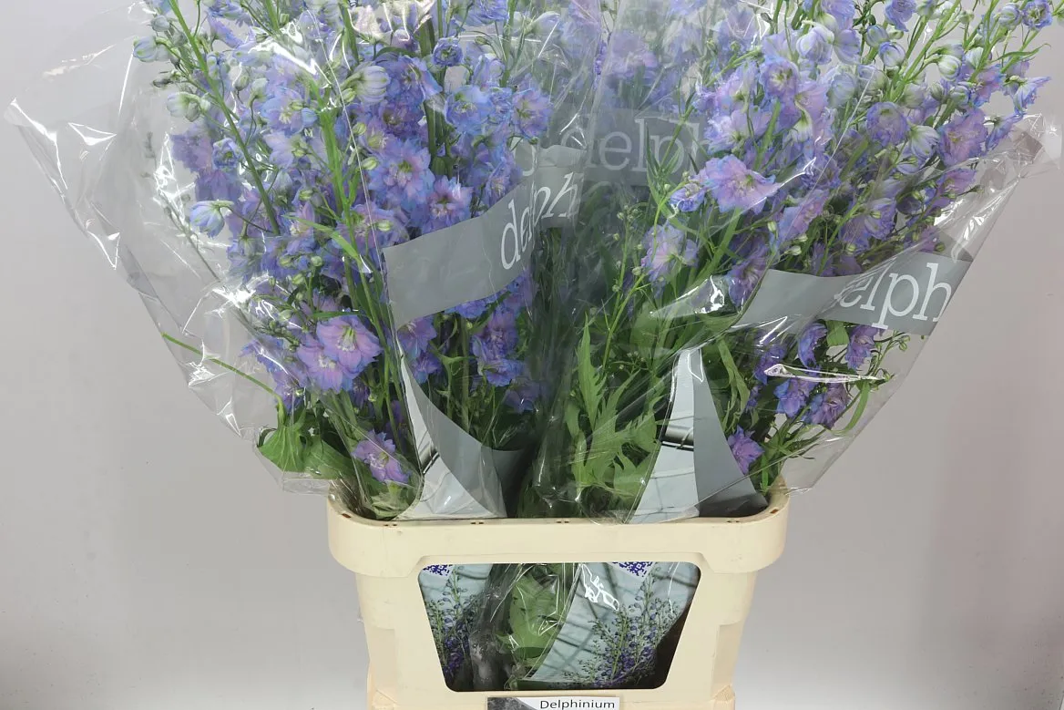Delph El Blue Power • 120 cm