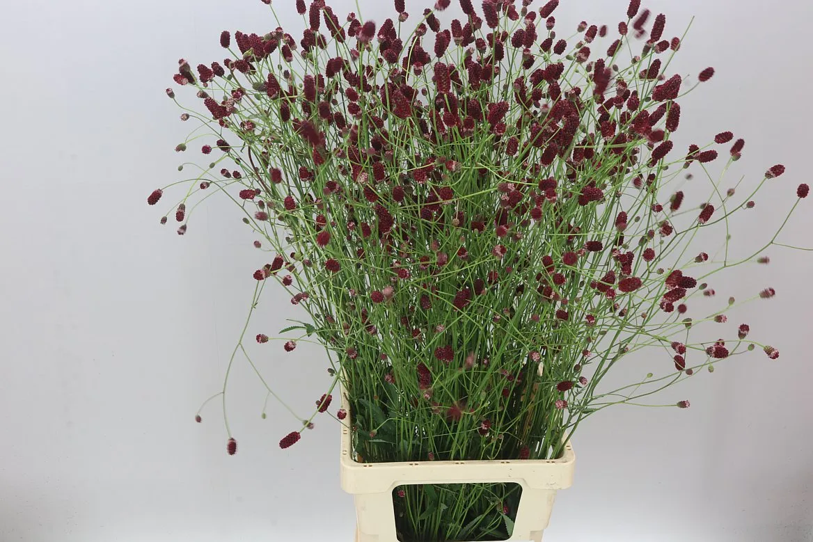 Sanguisorba Off Arnhem • 100 cm