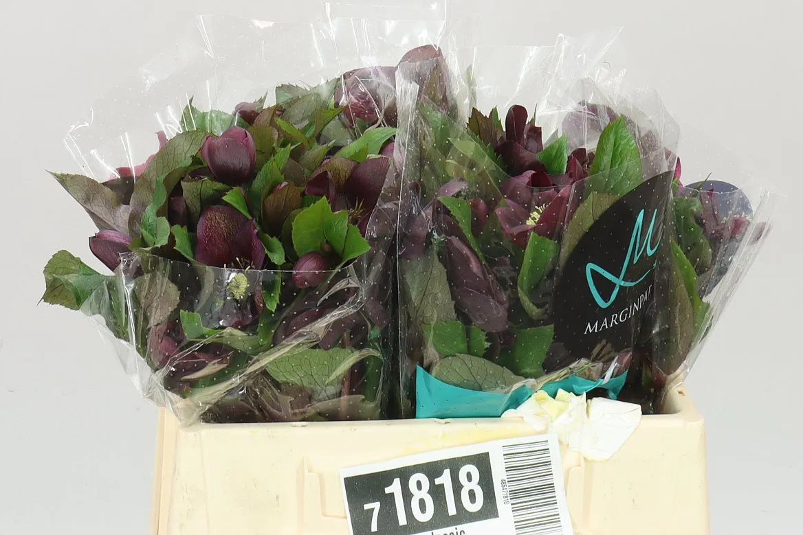 Helleborus Classic One Red • 35 cm
