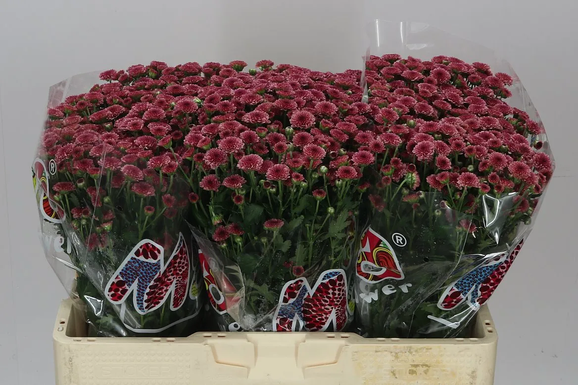 Chryzantéma santini Mad Cherry Tyolo • 55 cm