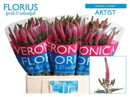 Veronica Artist Pink X25 • 60 cm