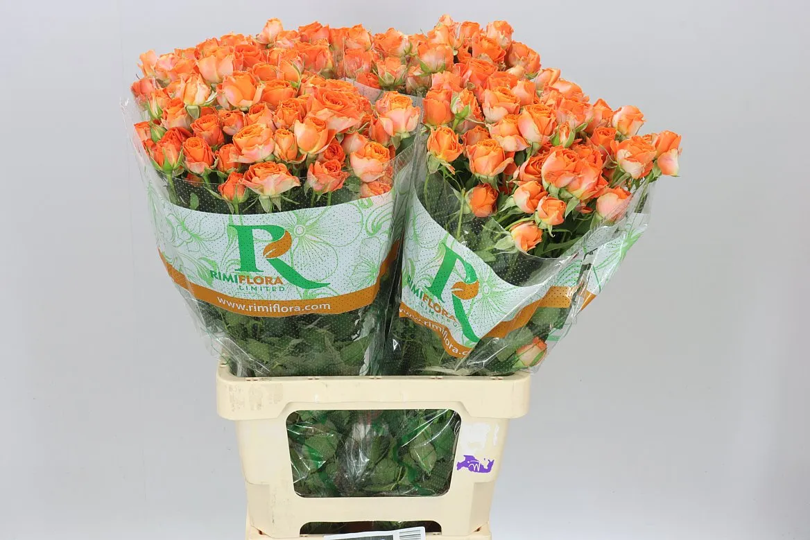 Rosa Tr Ariya • 70 cm