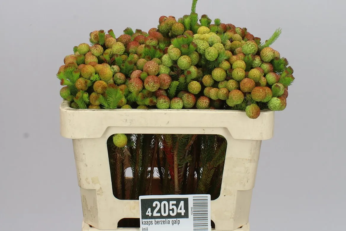 Kaaps Berzelia Galpinii • 50 cm