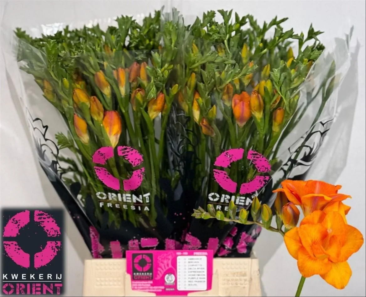Frézia plnokvetá Clementine Ex • 52 cm
