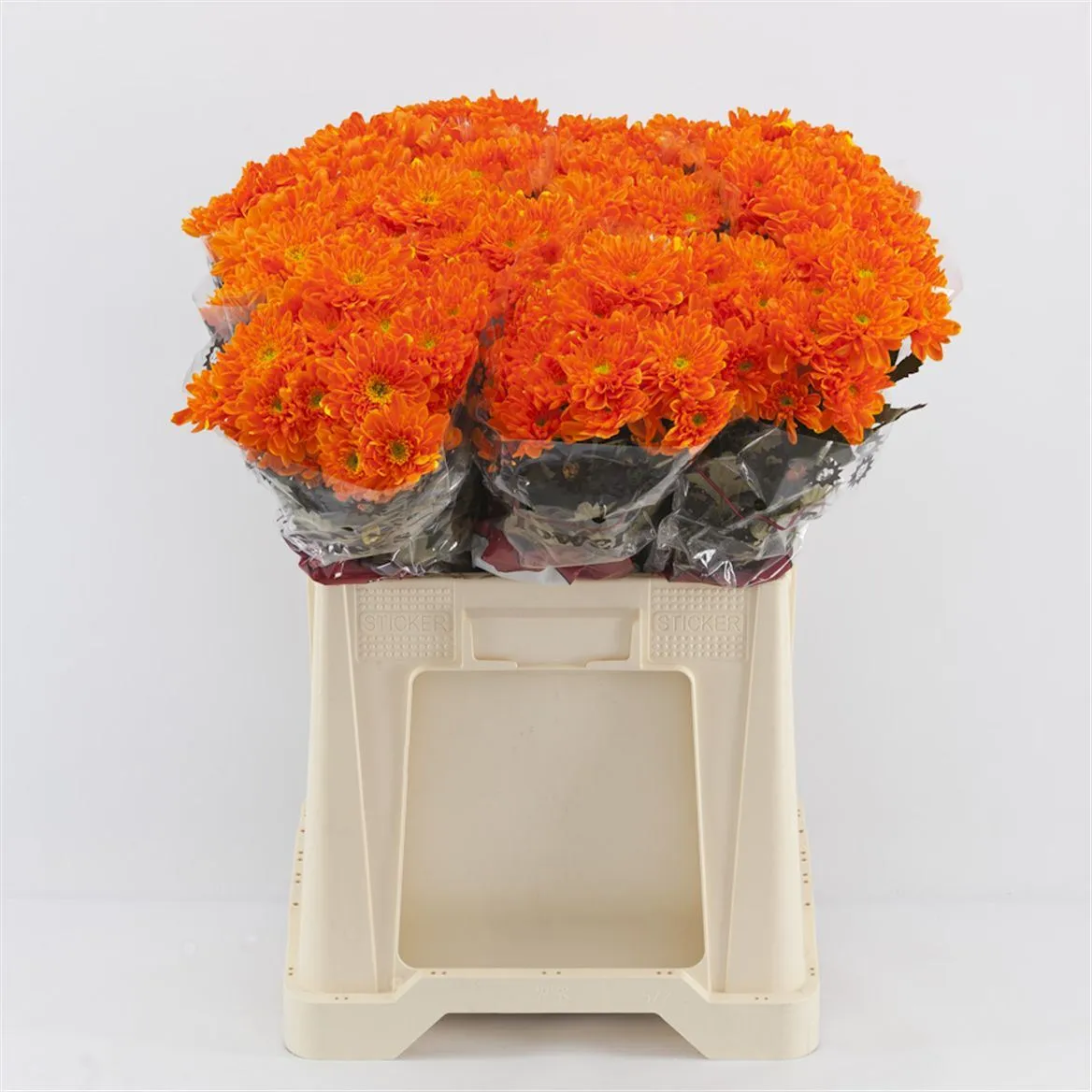 Chryzantéma trsová Baltica Orange • 70 cm