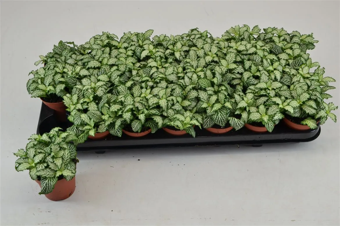Fittonia White Tiger • črepník 8,5 cm