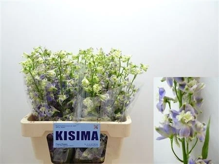 Stračonôžka En Trick Lavender • 60 cm