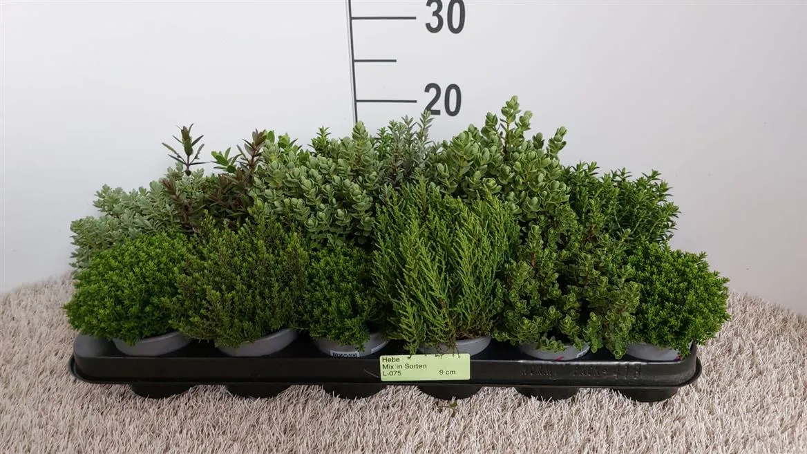 Hebe Green Boys Gemengd • črepník 9 cm