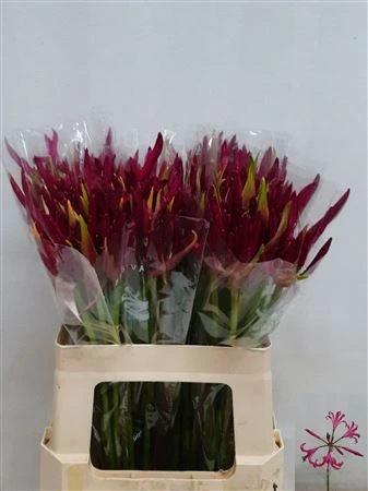 Nerine Bo Mister Nick • 50 cm