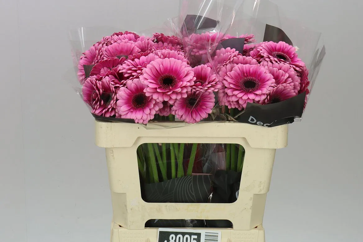 Germini Aqua Kiki • 50 cm