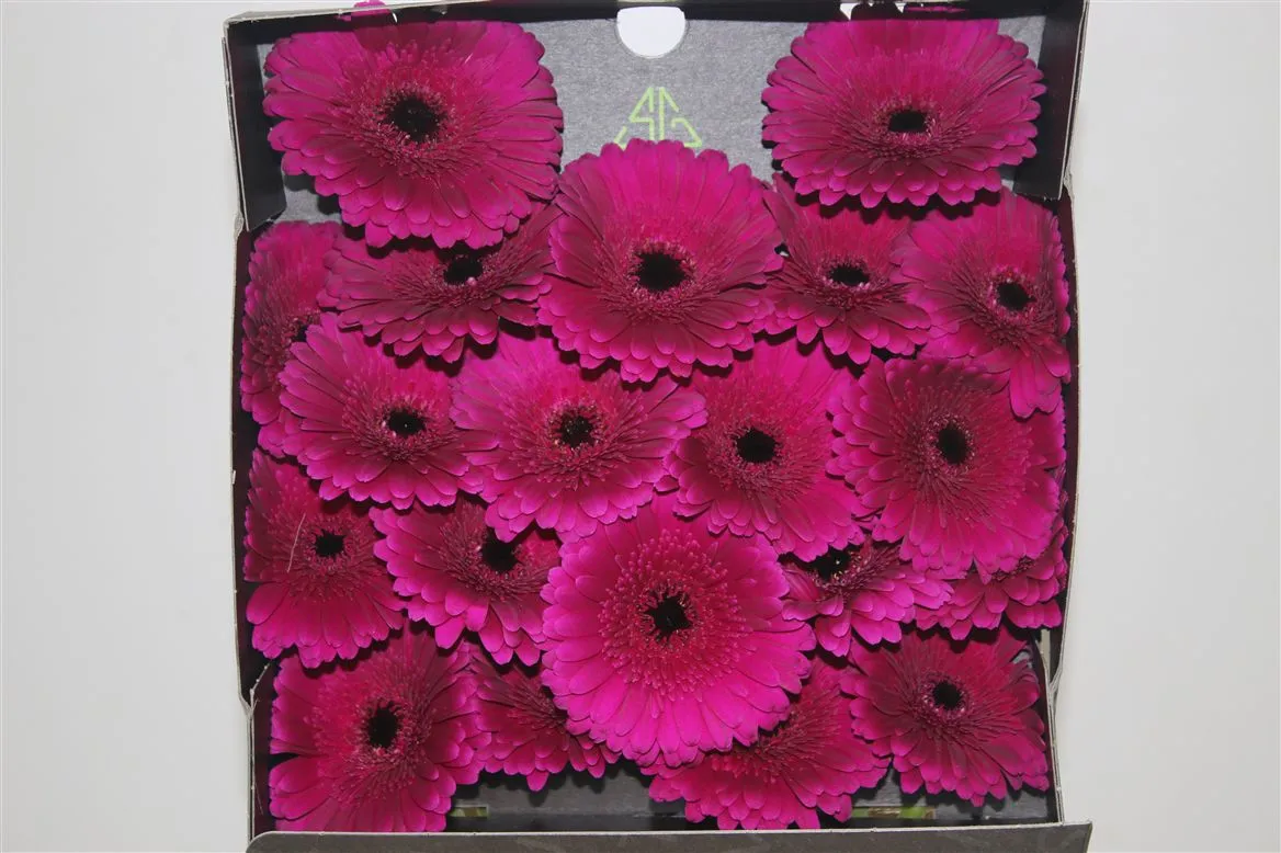 Germini Diamond Rhapsody • 55 cm